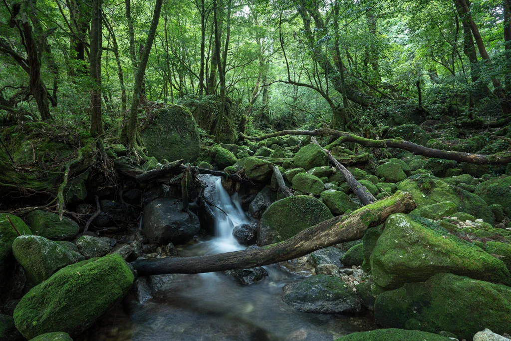 Yakushima Island, Japan - Travel Guide — Sam Spicer Photography